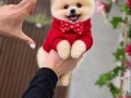 Pomeranıan Boo