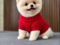Pomeranıan Boo