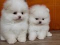 Orjınal boo tedy bear
