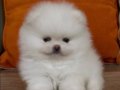 Orjınal boo tedy bear