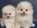 Orjınal boo tedy bear