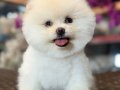 TEDY BEAR BOBO