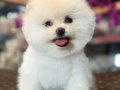 TEDY BEAR BOBO