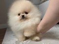 SCR Lİ EFSANE BOBO