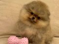 POMERANIAN ÜRETİM ÇİFTLİĞİNDEN