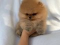 POMERANIAN ÜRETİM ÇİFTLİĞİNDEN
