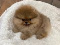 POMERANIAN ÜRETİM ÇİFTLİĞİNDEN