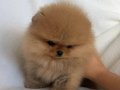 POMERANIAN ÜRETİM ÇİFTLİĞİNDEN