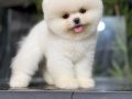 Pomeranıan boo ırk garantili 
