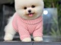 Pomeranıan boo ırk garantili 