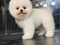 Pomeranıan boo ırk garantili 