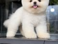 Pomeranıan boo ırk garantili 