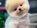 SCRLİ BOO ORJİNAL