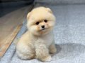 POMERANIAN ÜRETİM ÇİFTLİĞİNDEN 
