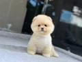 POMERANIAN ÜRETİM ÇİFTLİĞİNDEN 