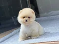 POMERANIAN ÜRETİM ÇİFTLİĞİNDEN 