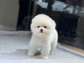 POMERANIAN ÜRETİM ÇİFTLİĞİNDEN 