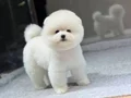 POMERANIAN ÜRETİM ÇİFTLİĞİNDEN 