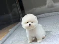 POMERANIAN ÜRETİM ÇİFTLİĞİNDEN 