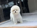POMERANIAN ÜRETİM ÇİFTLİĞİNDEN 
