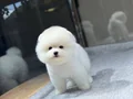 POMERANIAN ÜRETİM ÇİFTLİĞİNDEN 