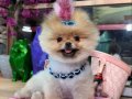 POMERANIAN ÜRETİM ÇİFTLİĞİNDEN 