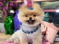 POMERANIAN ÜRETİM ÇİFTLİĞİNDEN 