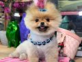 POMERANIAN ÜRETİM ÇİFTLİĞİNDEN 