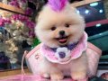 POMERANIAN ÜRETİM ÇİFTLİĞİNDEN 