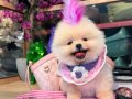 POMERANIAN ÜRETİM ÇİFTLİĞİNDEN 