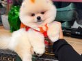 POMERANIAN ÜRETİM ÇİFTLİĞİNDEN 