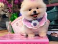 POMERANIAN ÜRETİM ÇİFTLİĞİNDEN 