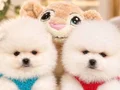 POMERANIAN ÜRETİM ÇİFTLİĞİNDEN 