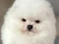POMERANIAN ÜRETİM ÇİFTLİĞİNDEN 
