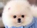 POMERANIAN ÜRETİM ÇİFTLİĞİNDEN 