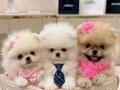 POMERANIAN ÜRETİM ÇİFTLİĞİNDEN 