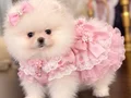 POMERANIAN ÜRETİM ÇİFTLİĞİNDEN 