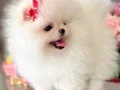 POMERANIAN ÜRETİM ÇİFTLİĞİNDEN 