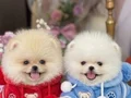 POMERANIAN ÜRETİM ÇİFTLİĞİNDEN 