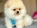 POMERANIAN ÜRETİM ÇİFTLİĞİNDEN 