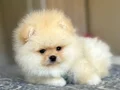 POMERANIAN ÜRETİM ÇİFTLİĞİNDEN 