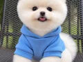 POMERANIAN ÜRETİM ÇİFTLİĞİNDEN 