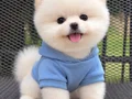 POMERANIAN ÜRETİM ÇİFTLİĞİNDEN 