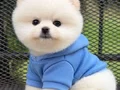 POMERANIAN ÜRETİM ÇİFTLİĞİNDEN 