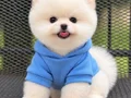 POMERANIAN ÜRETİM ÇİFTLİĞİNDEN 