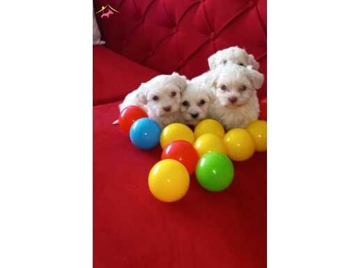 Maltese Terrier 