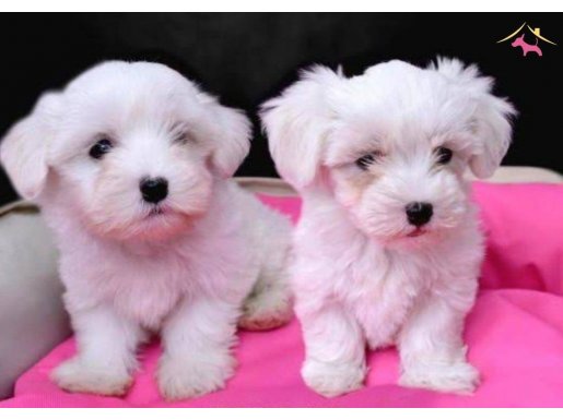Maltese Terrier AKalite,Ev Doğumlu,SIFIR NUMARA 