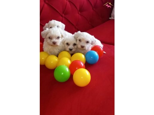 Maltese Terrier,Büyüneyen Sıfır Numara Bembeyaz Yavrularım