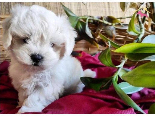 Maltese Terrier Evümün Bğyümeyen,Sıfır Numara Neşeleri 