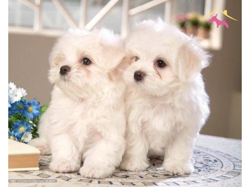 Maltese Terrier Sıfır Numara,Ev Doğumlu,Açıklama Okuyunuz